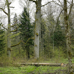 Crown Tree Service Longview