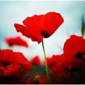 Frances Civello's photo