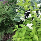 Judith Henderson's photo