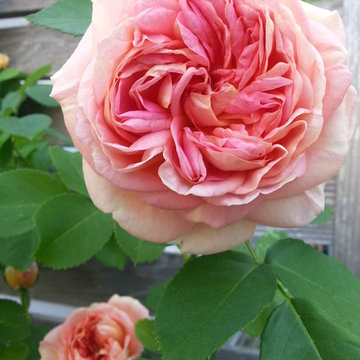 Brooklyn Cottage Garden