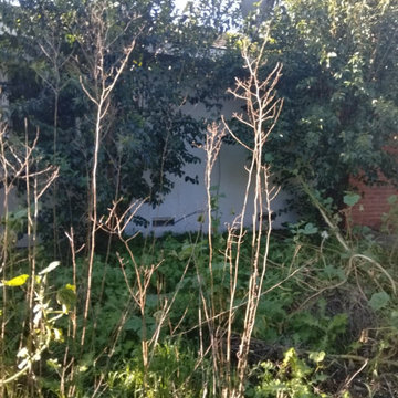 Full Yard Cleanup & Landscape Refresh