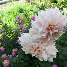 Cutting Garden