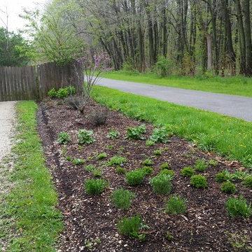 sycamore native driveway