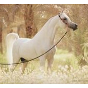 Photo de Khaled Allam