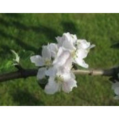 Violeta Tarapavičiene's photo