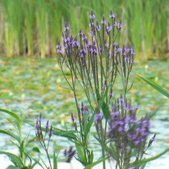 Sunshine Gardens Nursery & Landscaping - Pine River, MN, US 56474 | Houzz
