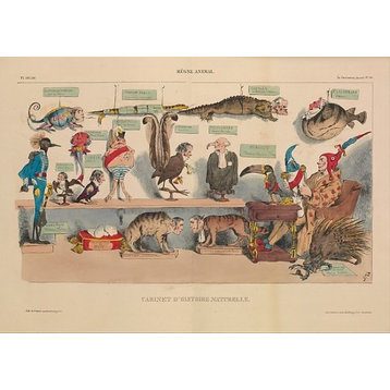 Animal Kingdom, Natural History Cabinet, RGne Animal, Cabinet Dhistoire Nature
