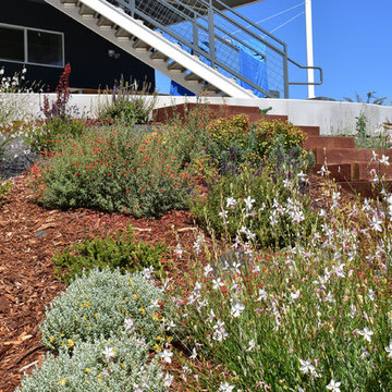 Deer Resistant and Slope Stablizing Plantings for Residential Winery