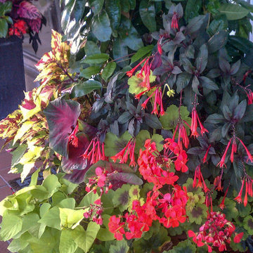 Containers - Summer