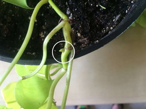 What happens when you prune a philodendron?