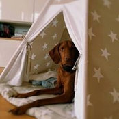 Max Vizsla's photo