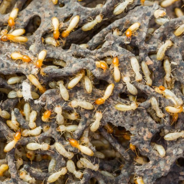 Professional Termite Control Service in Sydney