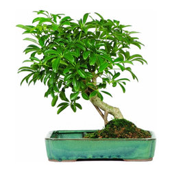 Hawaiian Umbrella Indoor Bonsai Tree with Pool - Plants