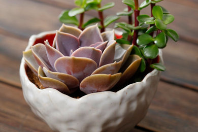 Succulent Planter in White and Red Pottery with Echeveria and Elephant Bush