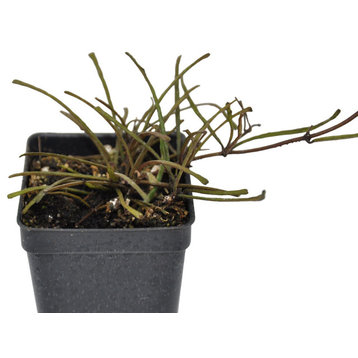 Hoya retusa, Wax Plant - Grass Leafed Hoya