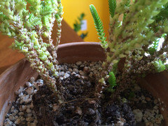 Watch Chain Has Seen Better Days | Houzz Forum