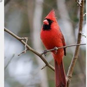 Mary Lynch Rogers's photo