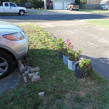 Driveway garden thought about plating these from nursery, did not