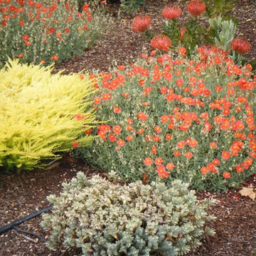 Xeriscaping and Misc.