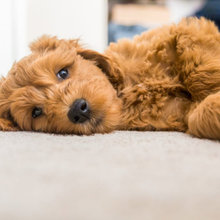 carpet