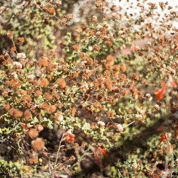 2018 Native Plant Garden Tour