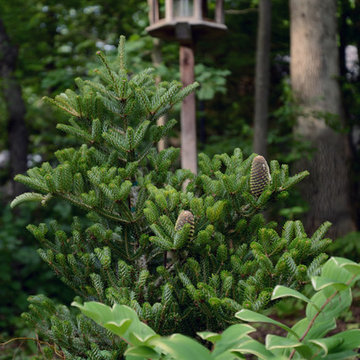Woody Retreat