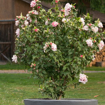 Great Design Plants