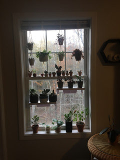 Curtain rods for hanging plants? | Houzz Forum