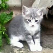 Suzannes foto