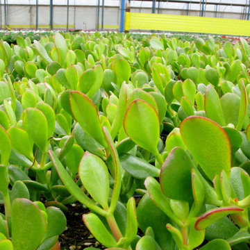 crassula