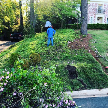 Front Yard Update/Mass Camellia Planting/Sod