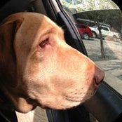 Sparkling Pets's photo