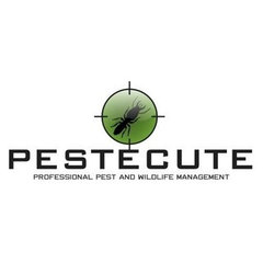 Pestecute