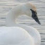 Carolyn Jacobs's photo