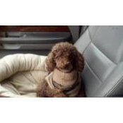 Betsy Johnson's photo