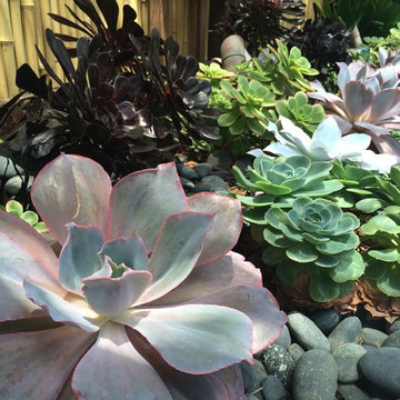 Tropical Inspired Succulent Garden