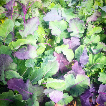 Edible Landscapes