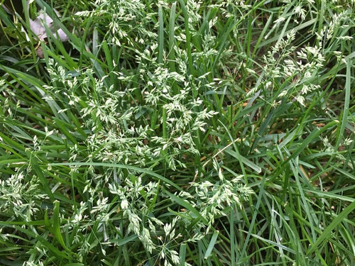 Kbg Seed Head Or Weed