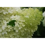 Kay Hanks's photo