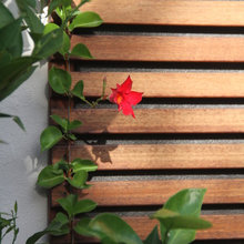 Garden climbers