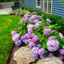 Fouyndation Plantings