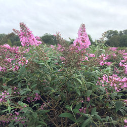 Current Featured Plants - Products