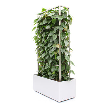 PLANT-ED-WALL™ Pflanzen-Paravent / Grüner Raumteiler