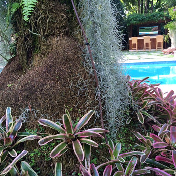 Modern Tropical Design - Coral Gables, FL