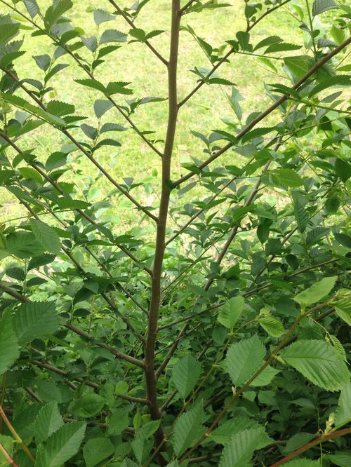 Can anyone identify this treelike deciduous plant? Zone 6