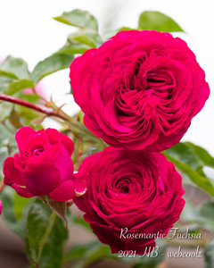 Rosemantic Red® rose - Palatine Fruit & Roses