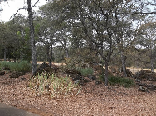 Landscape advice for small area in Sierra Foothills