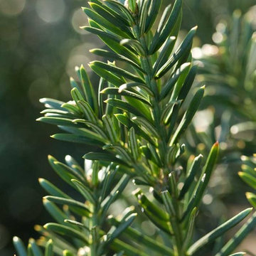 Yewtopia® Plum Yew Cephalotaxus harringtonia Yewtopia®