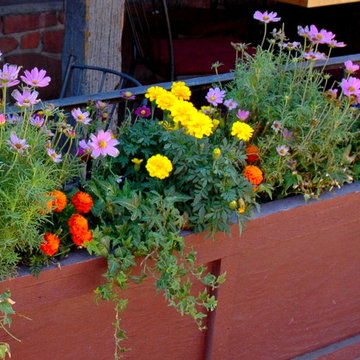 Annual Flowers