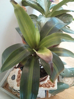 lady slipper plant succulent Pedilanthus bracteatus main image 0